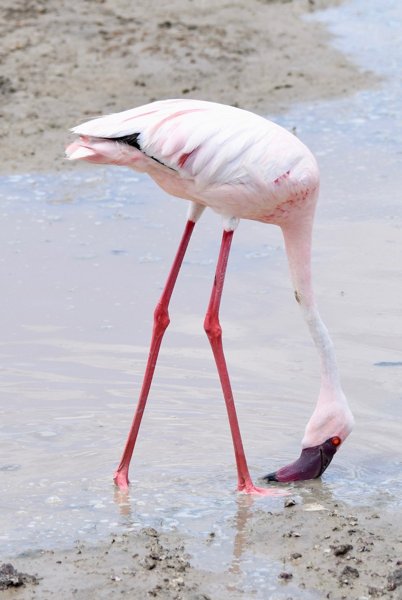 Lesser Flamingo - ML652399401