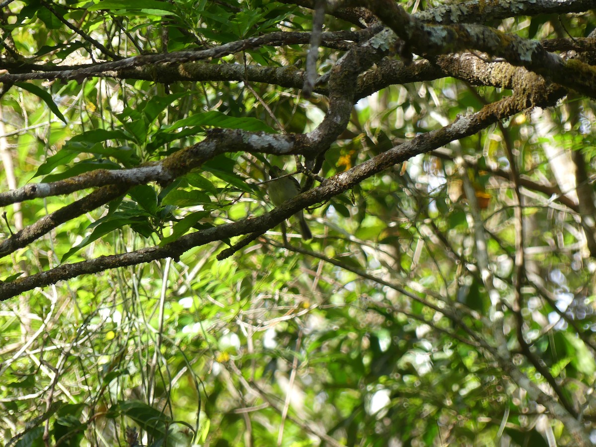 Yellow-bellied Flycatcher - ML652399966