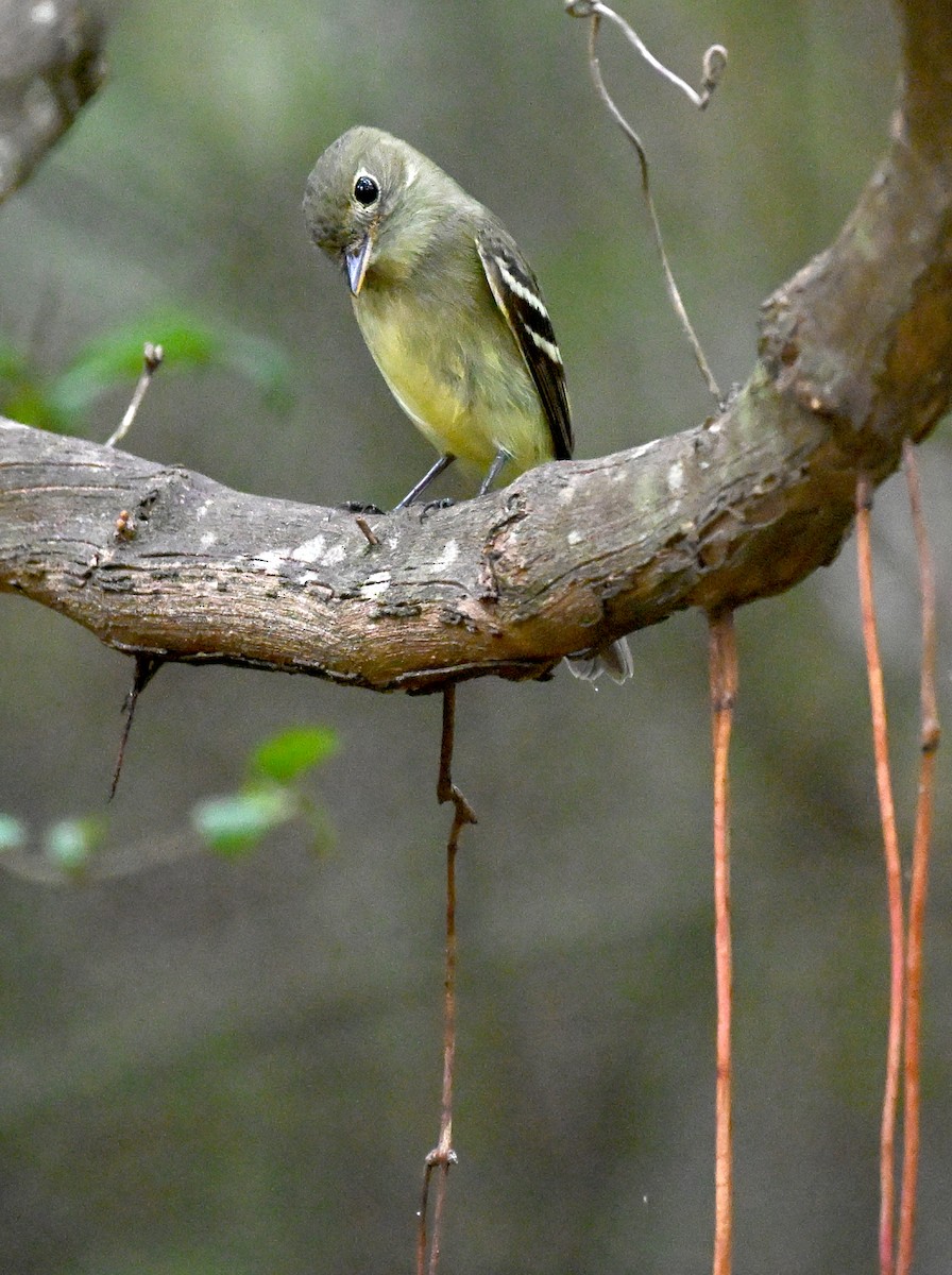 Yellow-bellied Flycatcher - ML652399974