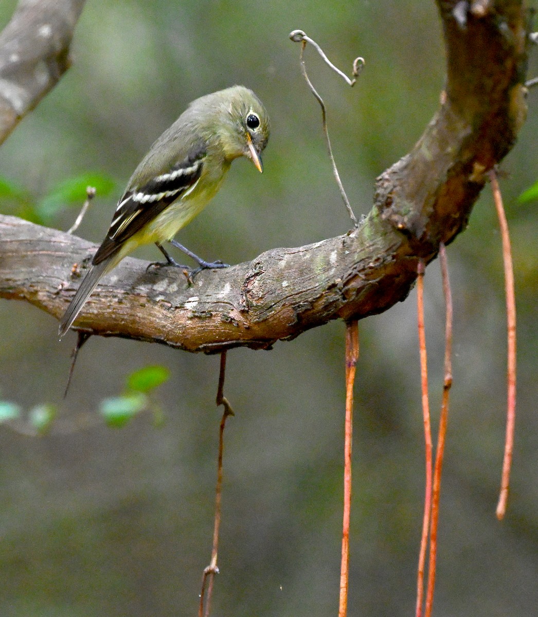 Yellow-bellied Flycatcher - ML652399975