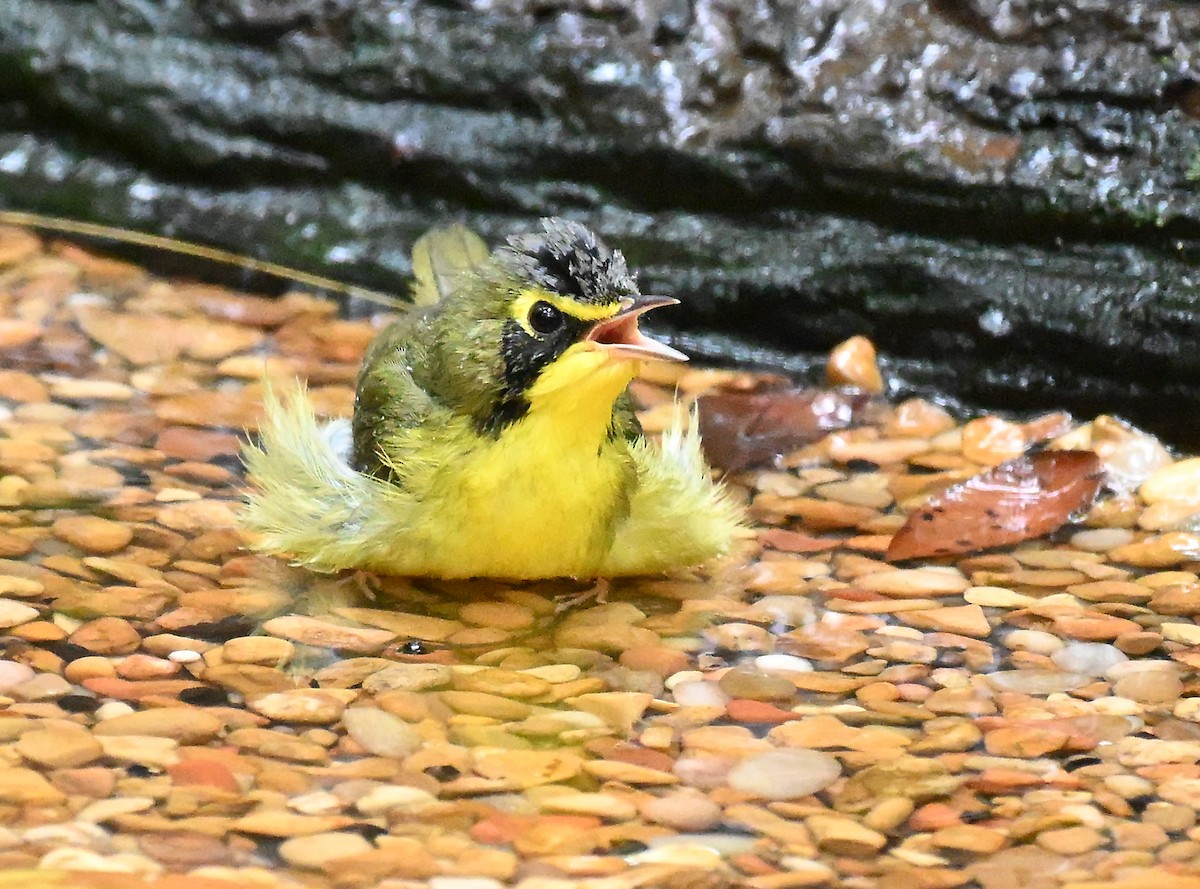 kentuckyparula - ML652400145