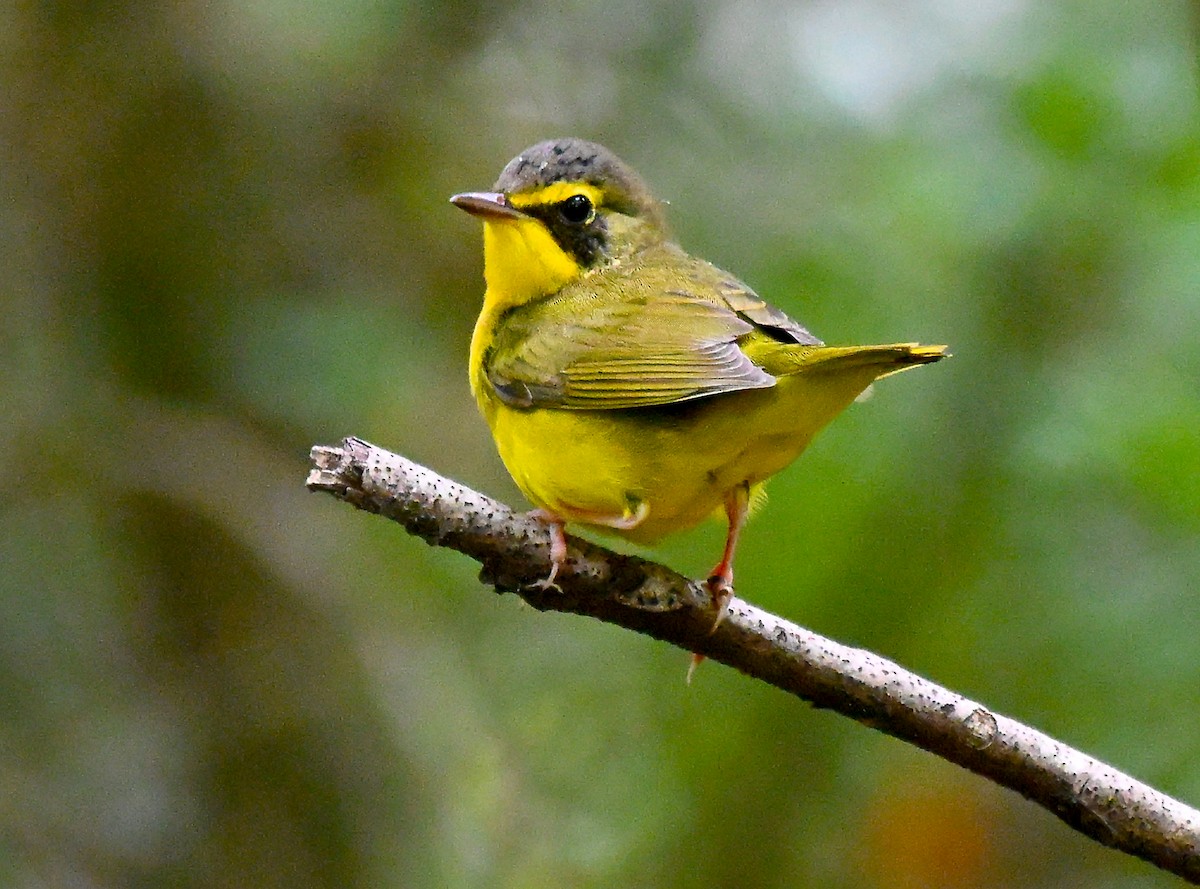 kentuckyparula - ML652400179