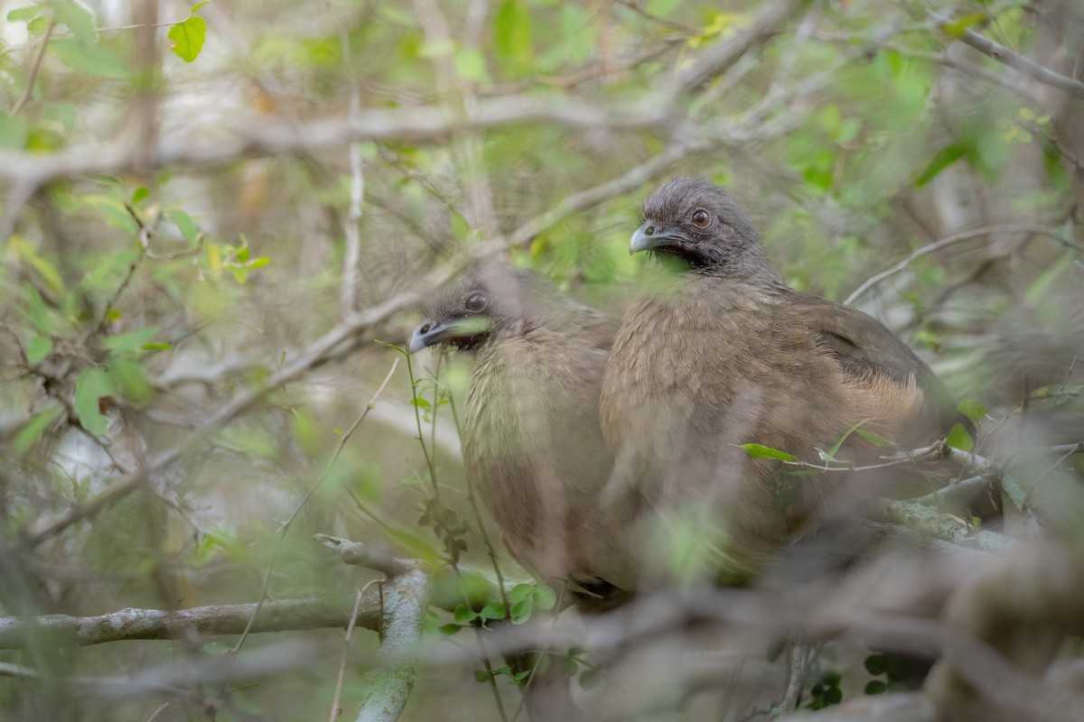 Чачалака східна - ML652400458