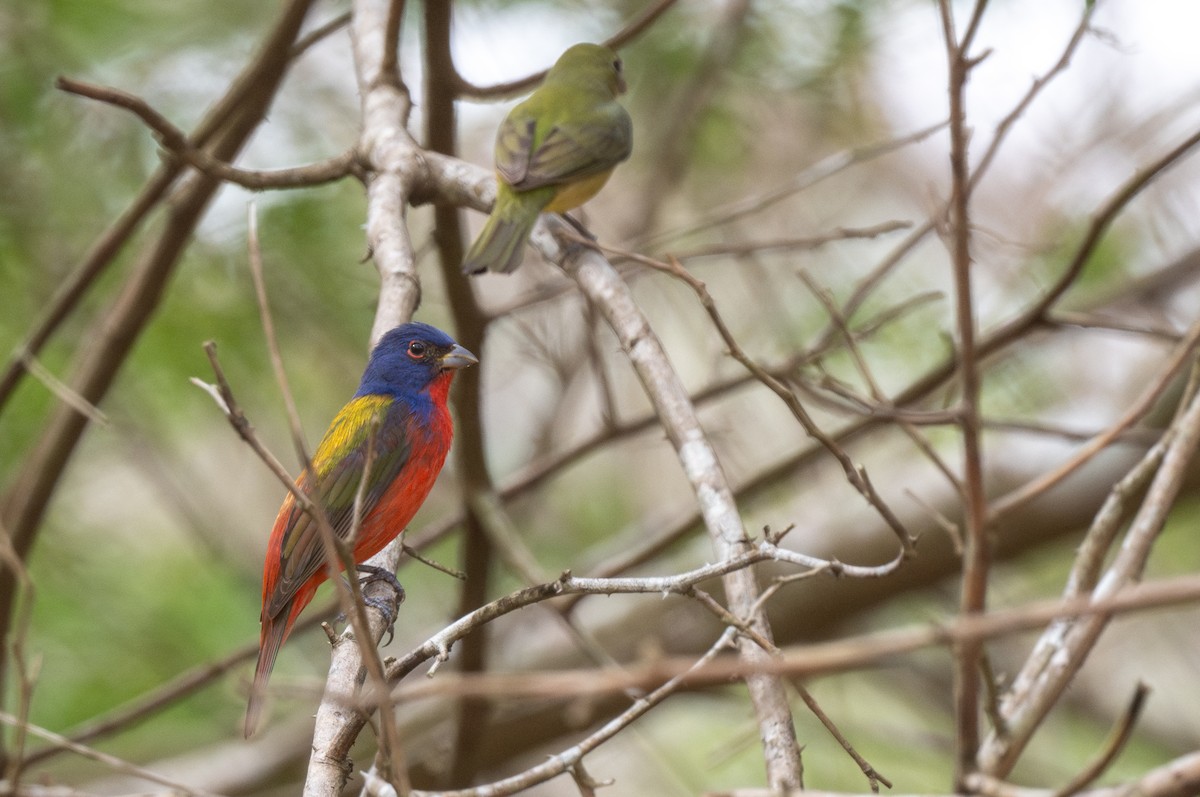 Painted Bunting - ML652400531