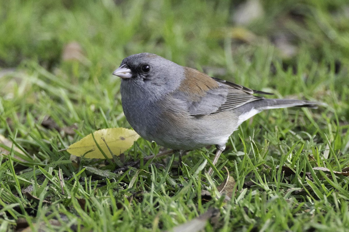 Юнко сірий (підвид caniceps) - ML652400924