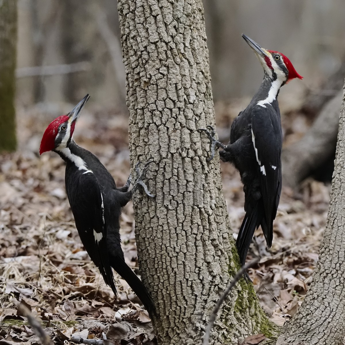 エボシクマゲラ - ML652401249