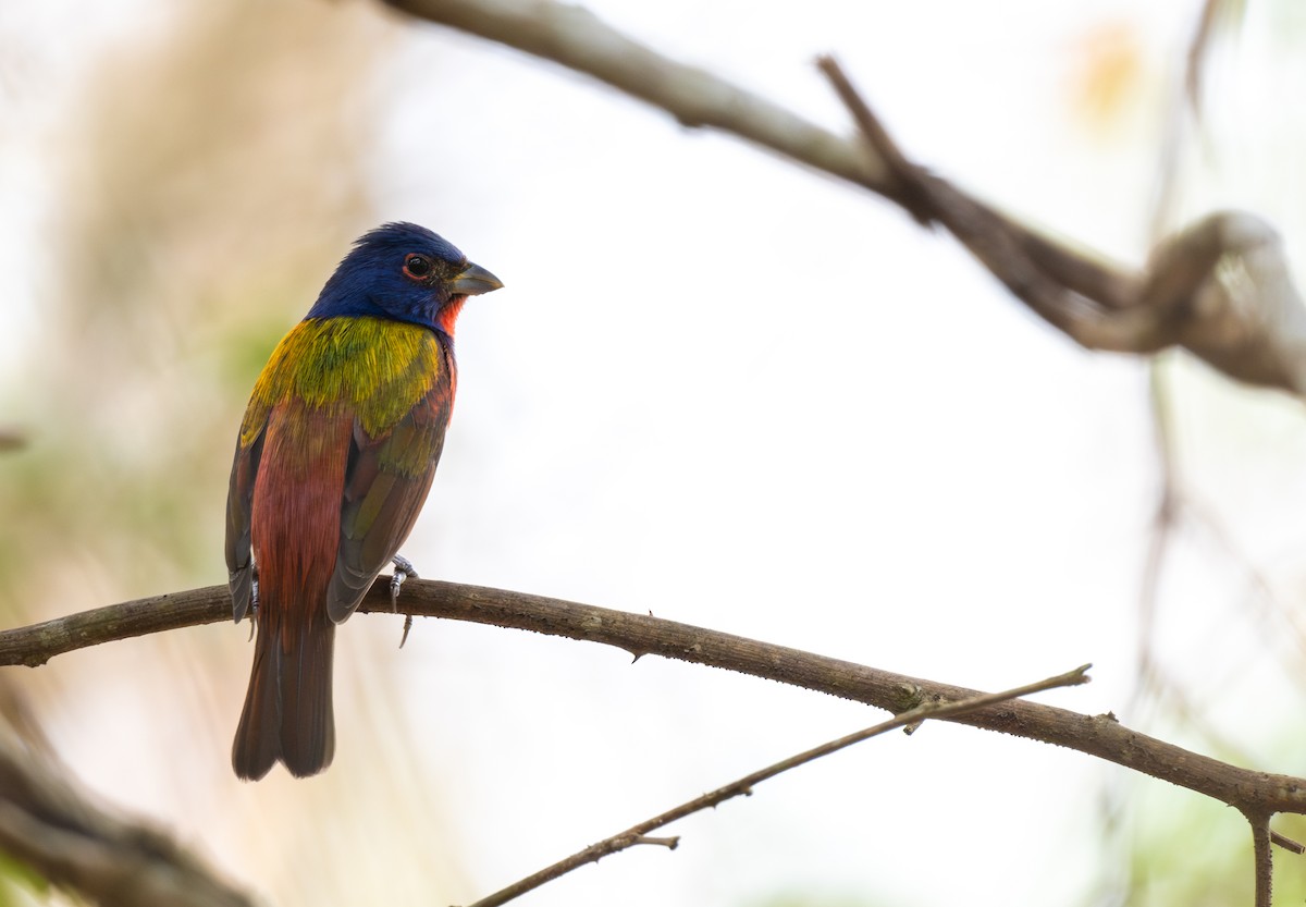Painted Bunting - ML652401285