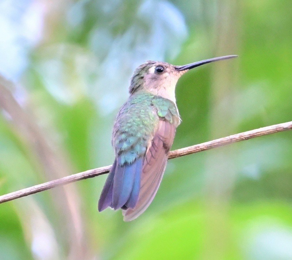 Colibrí Ruiseñor - ML652402209