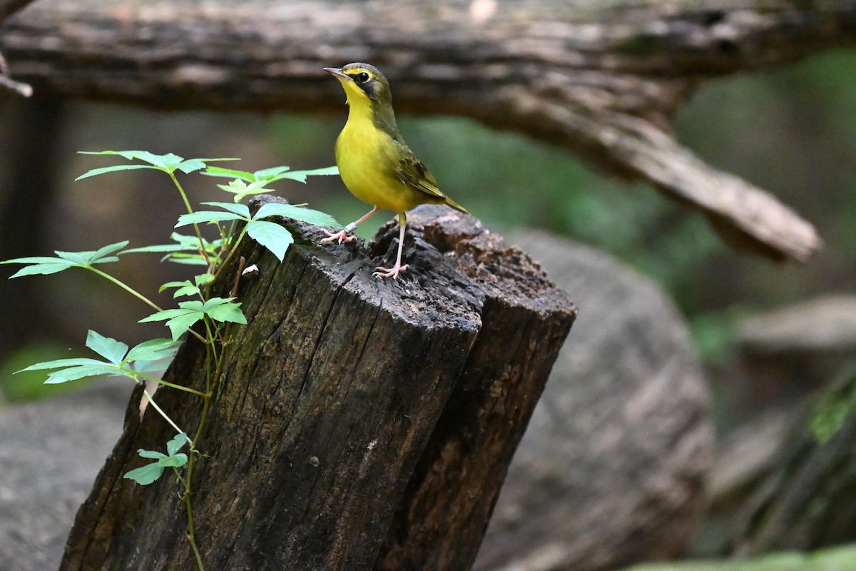 kentuckyparula - ML652402730