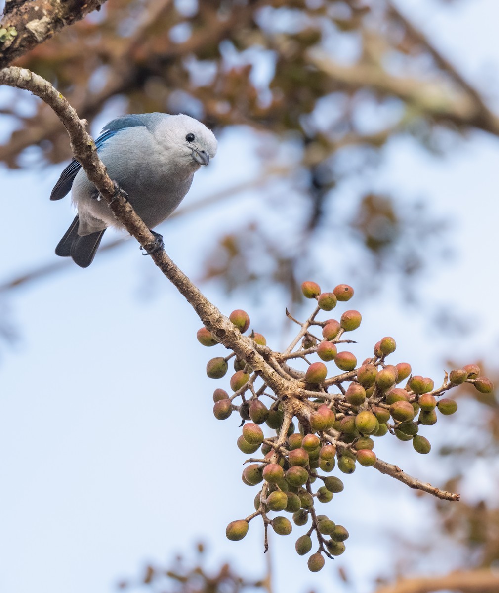 Blue-gray Tanager - ML652402769