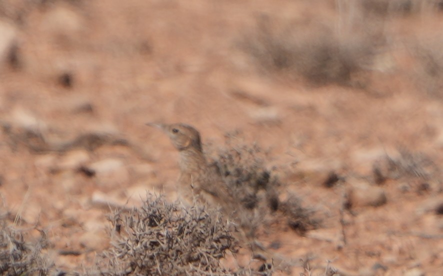 Dupont's Lark - ML652402874