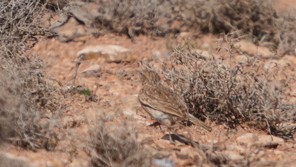 Dupont's Lark - ML652402875