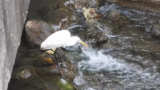 Medium Egret - ML652403001