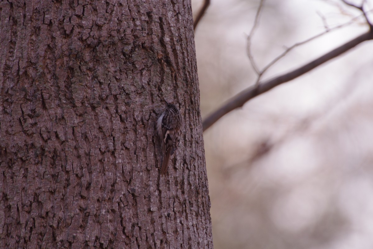 Brown Creeper - ML652403518