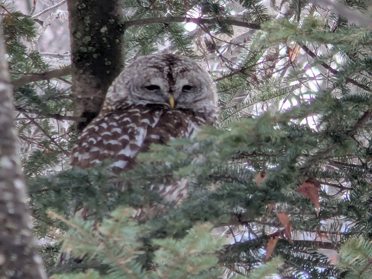 Streifenkauz - ML652403651