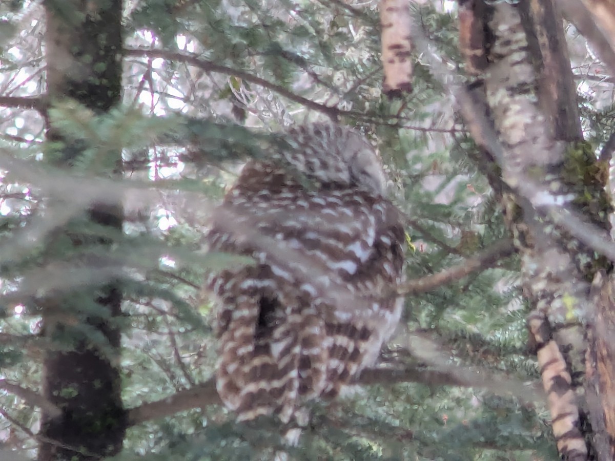 Streifenkauz - ML652403675