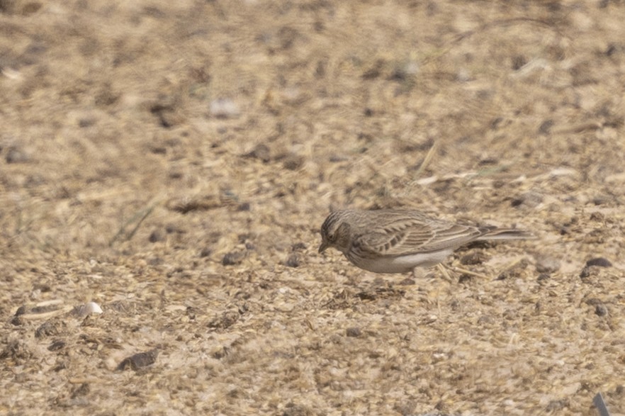 Mediterranean/Turkestan Short-toed Lark - ML652404161
