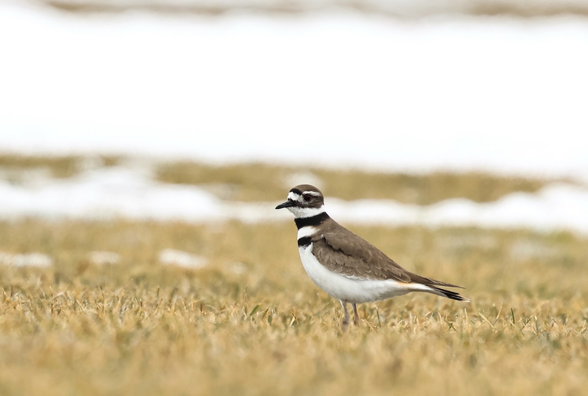 Pluvier kildir - ML652404219