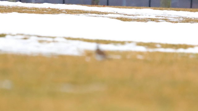 Pluvier kildir - ML652404231