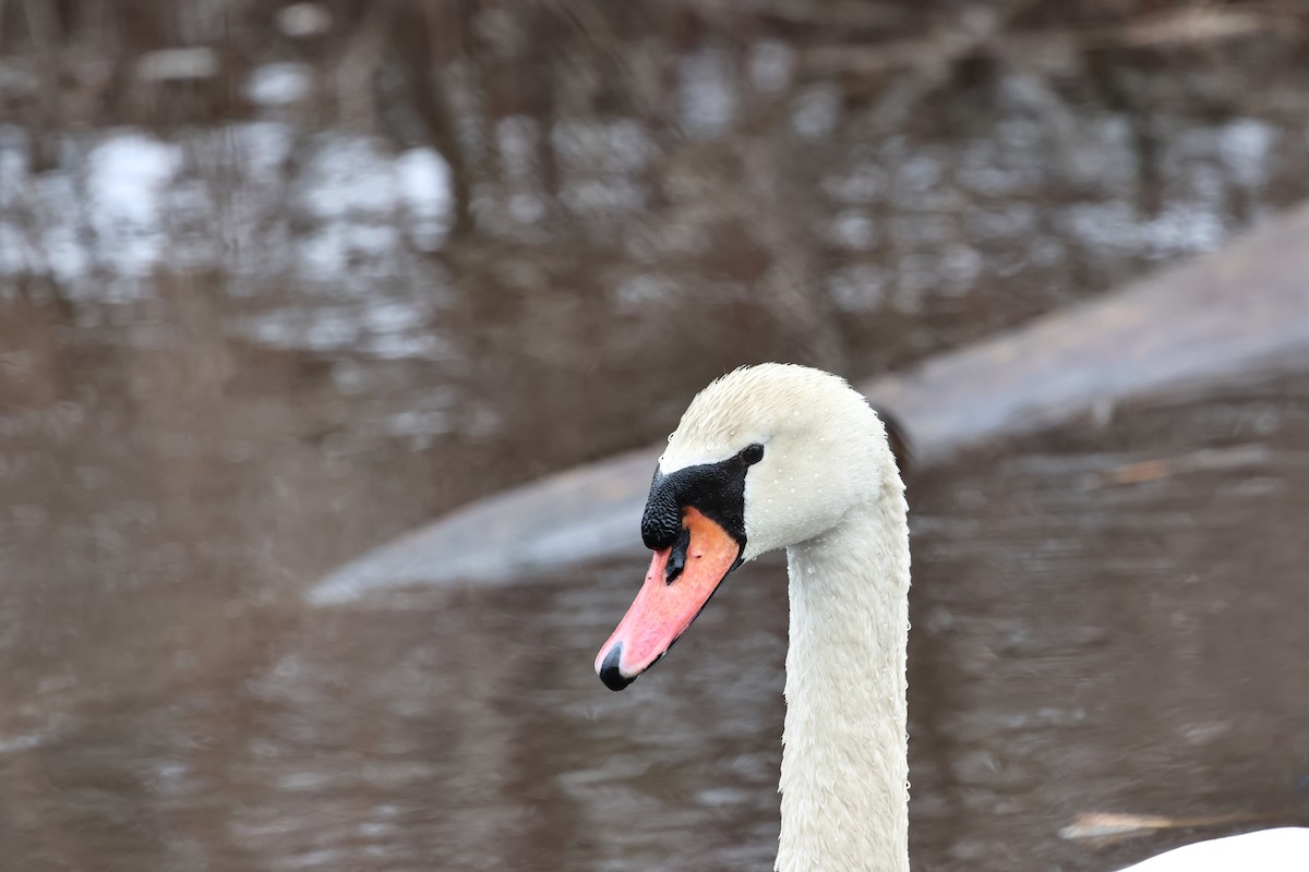 Cygne tuberculé - ML652404377