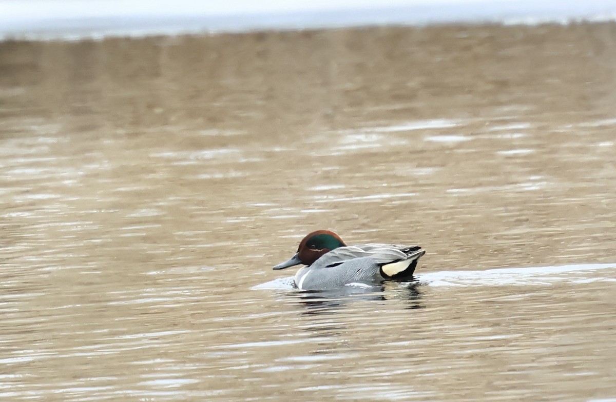 Sarcelle d'hiver - ML652404445