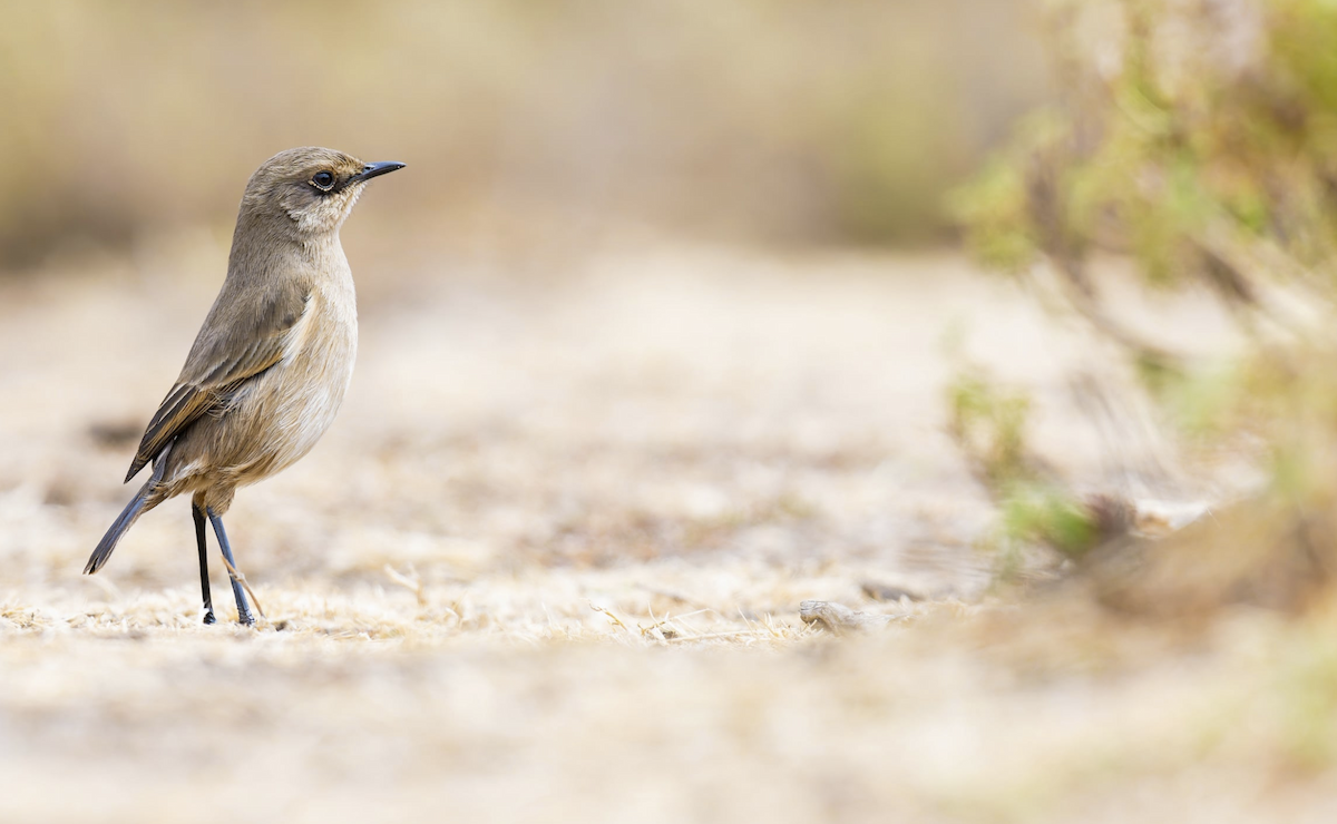Moorland Chat - ML652404553