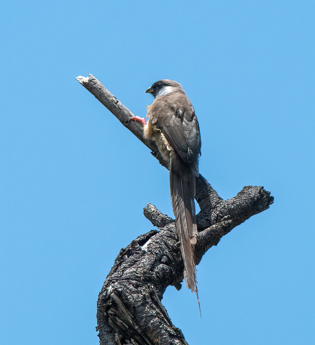 Speckled Mousebird - ML652404763