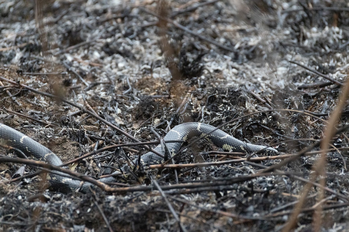 Falsa coralillo real estadounidense - ML652404918