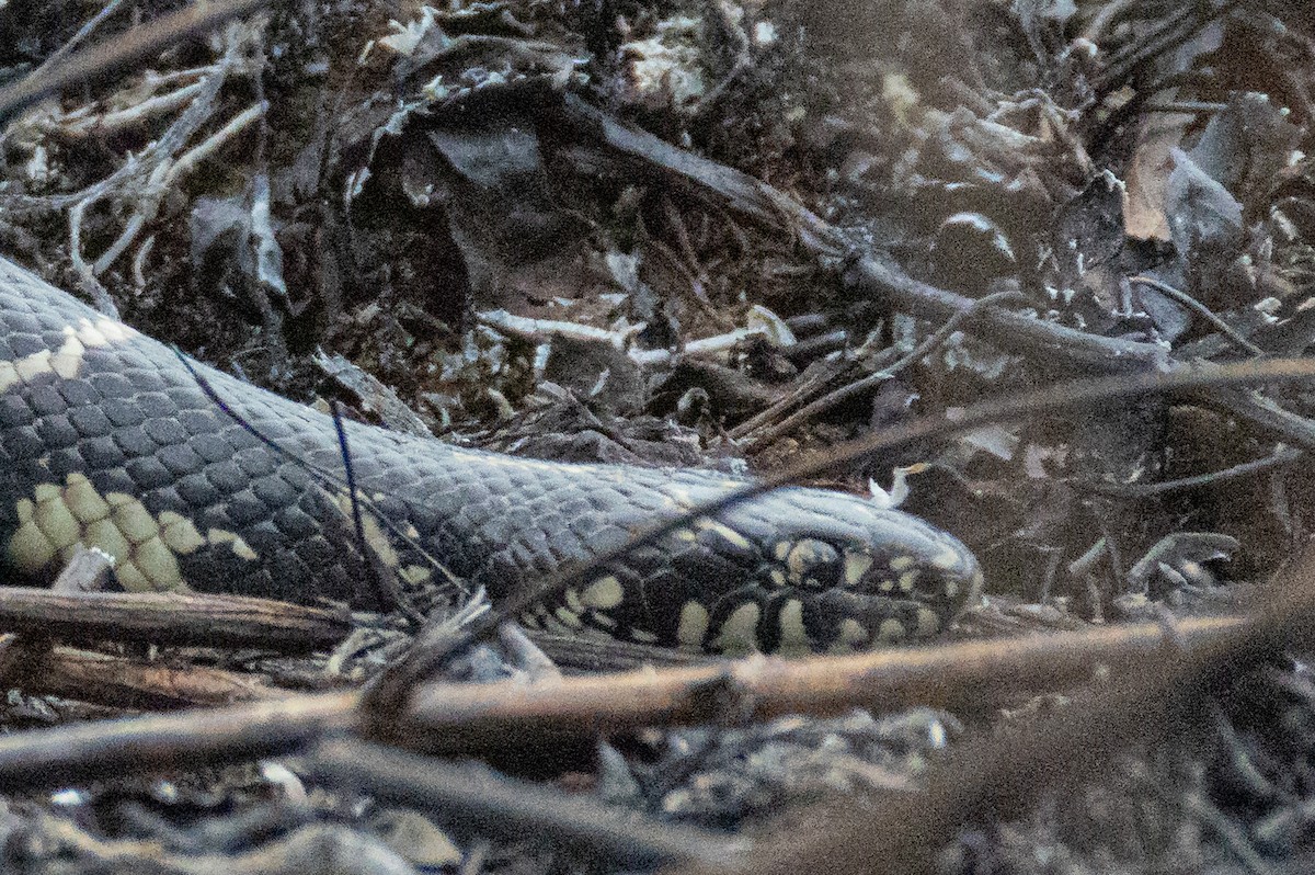 Falsa coralillo real estadounidense - ML652404924