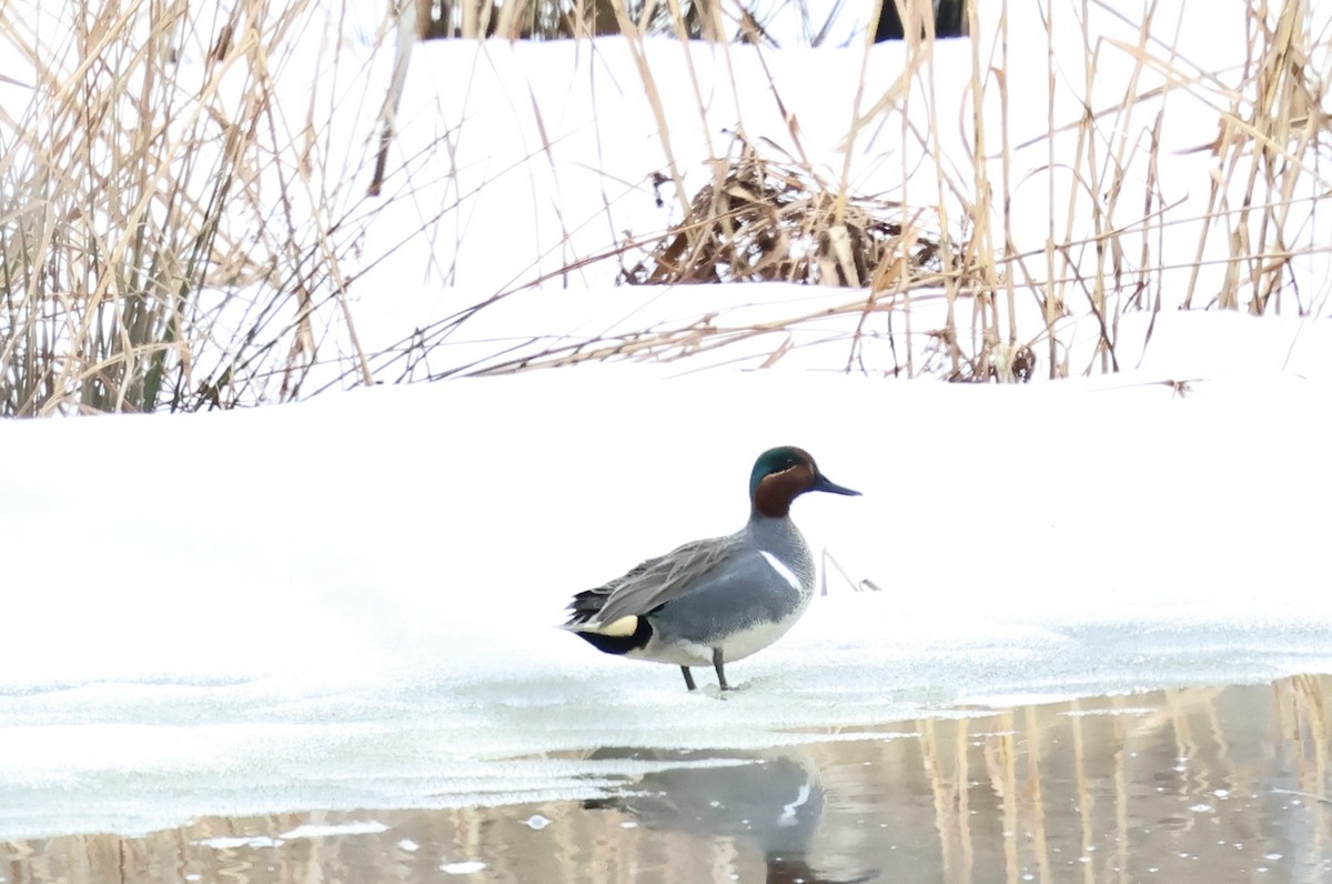 Sarcelle d'hiver - ML652405281