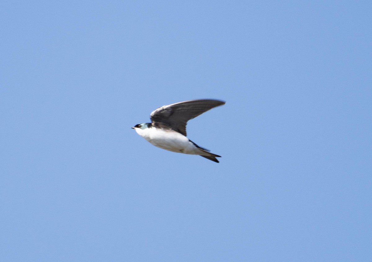 Tree Swallow - ML652405456