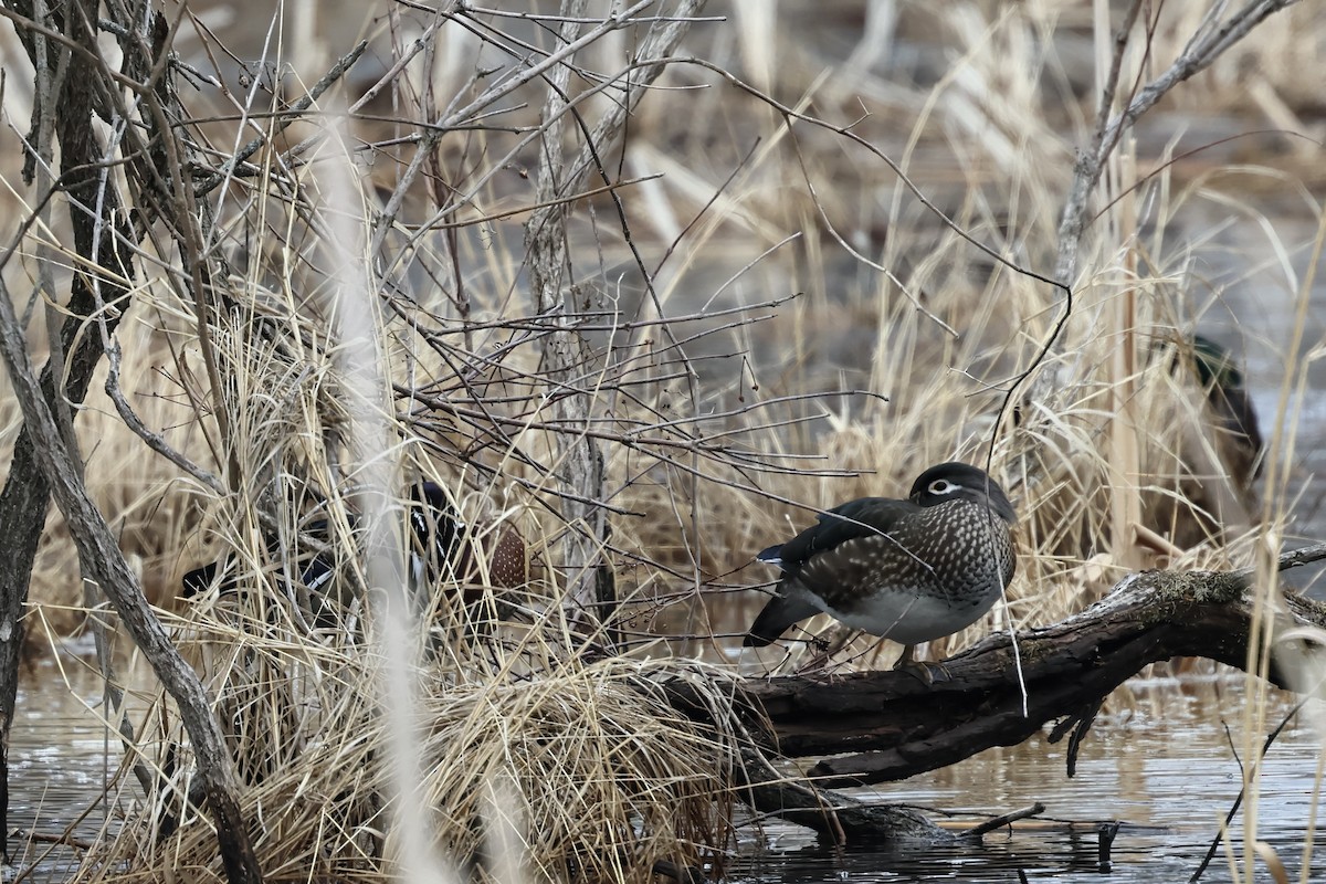 Canard branchu - ML652405493