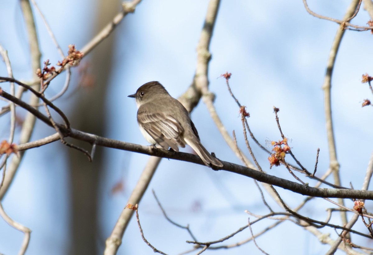 Eastern Phoebe - ML652405498