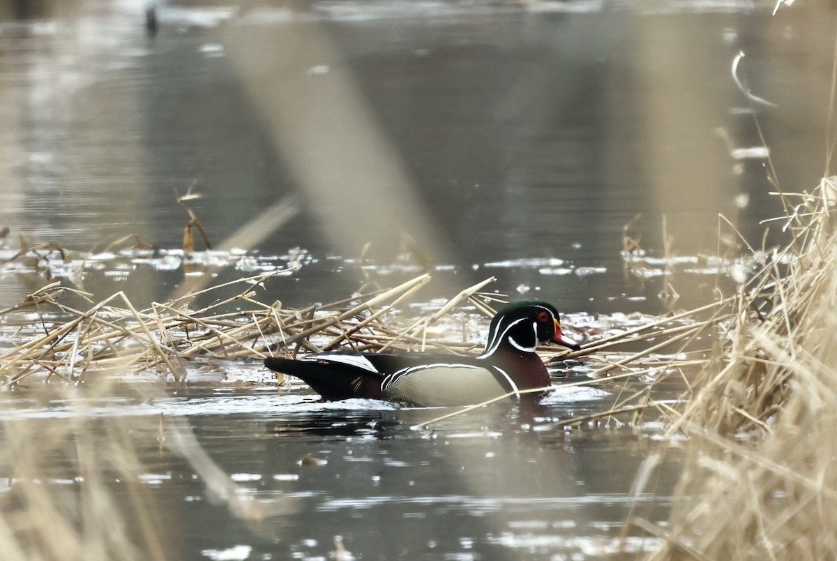 Canard branchu - ML652405525