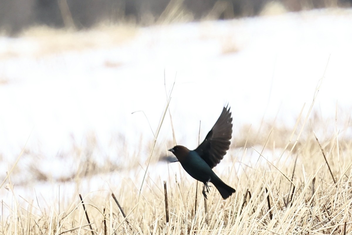 Vacher à tête brune - ML652405589