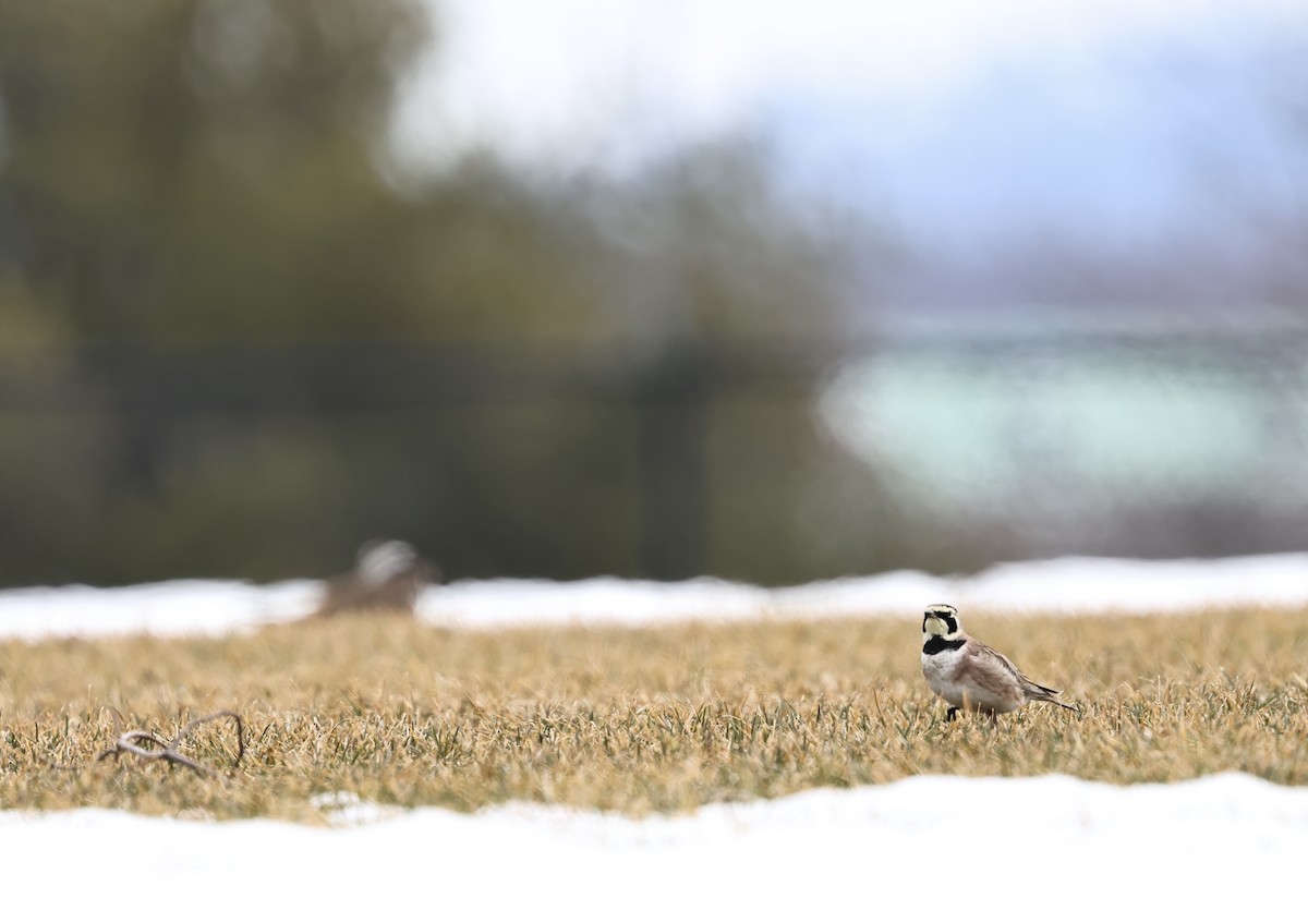 Alouette hausse-col - ML652405637