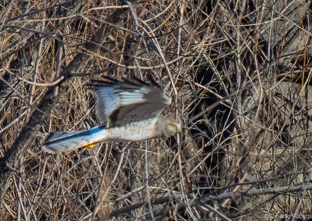 Busard des marais - ML652405753