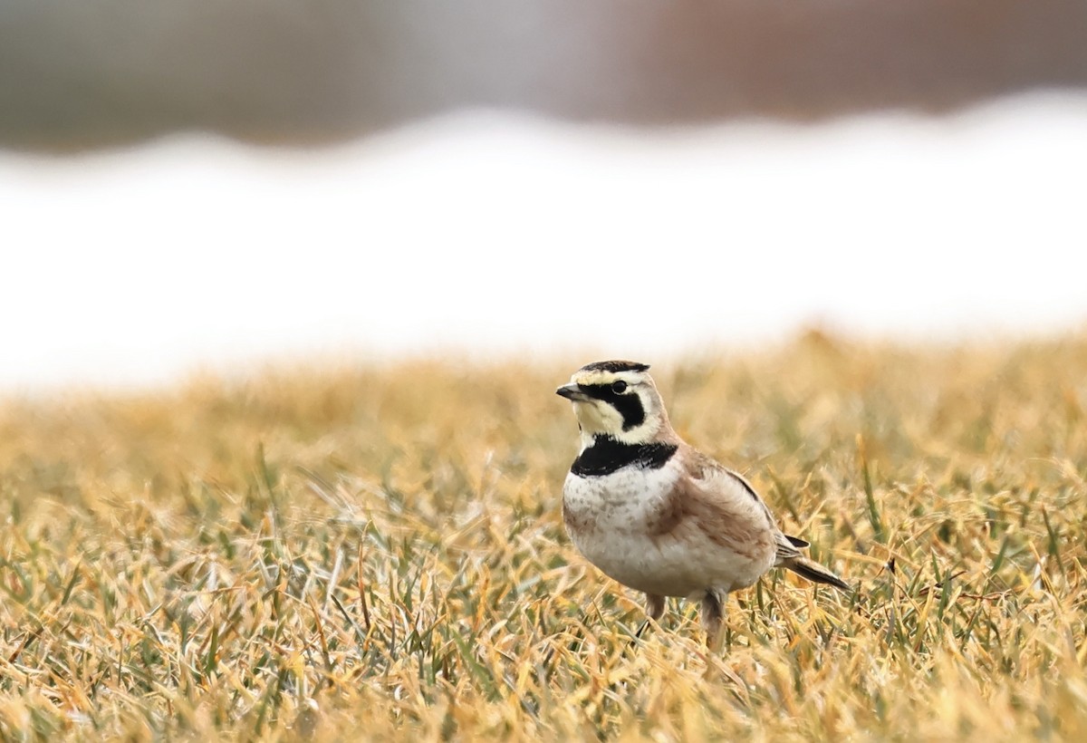 Alouette hausse-col - ML652405798