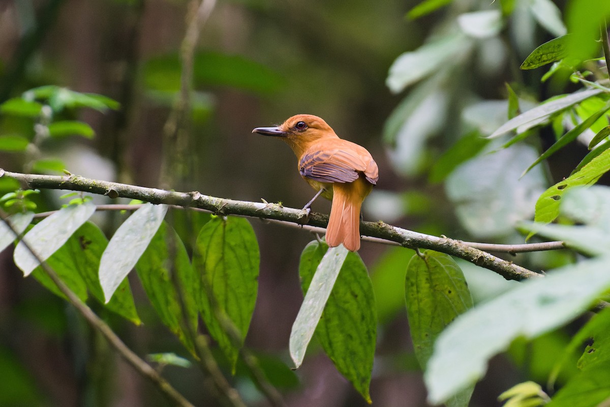 Ochraceous Attila - ML652405800