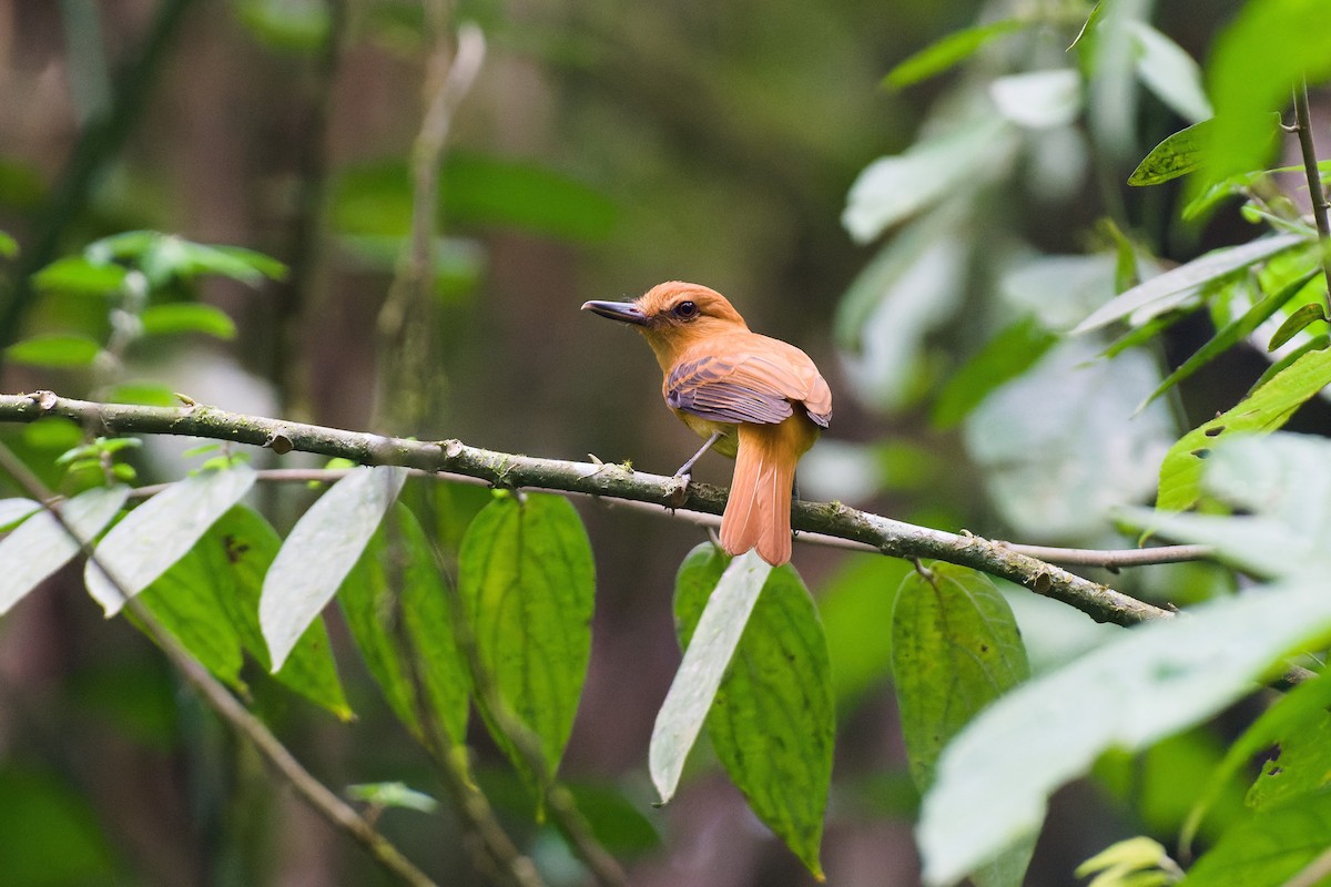 Ochraceous Attila - ML652405805