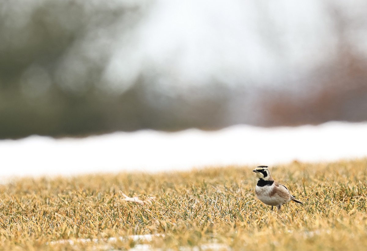 Alouette hausse-col - ML652405836