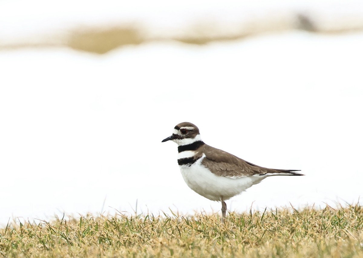 Pluvier kildir - ML652405878