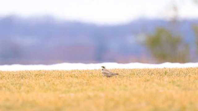 Alouette hausse-col - ML652405996