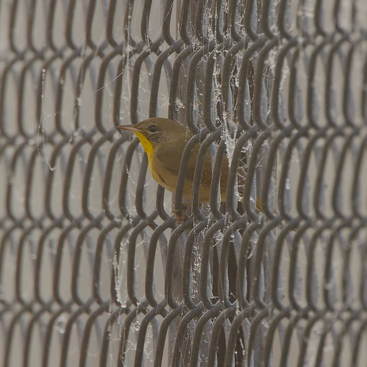 カオグロアメリカムシクイ - ML652406075