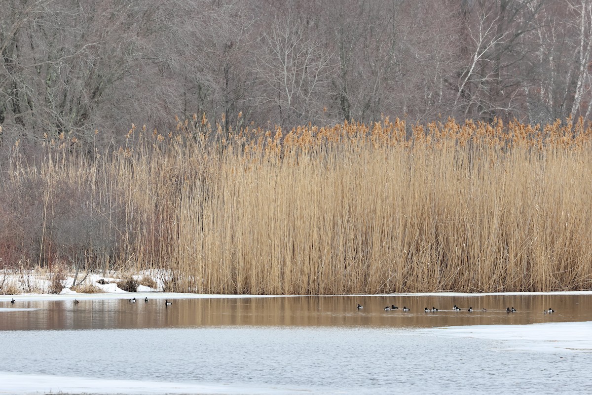 Fuligule à collier - ML652406130
