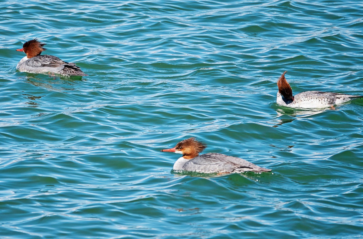 Common Merganser - ML652406149