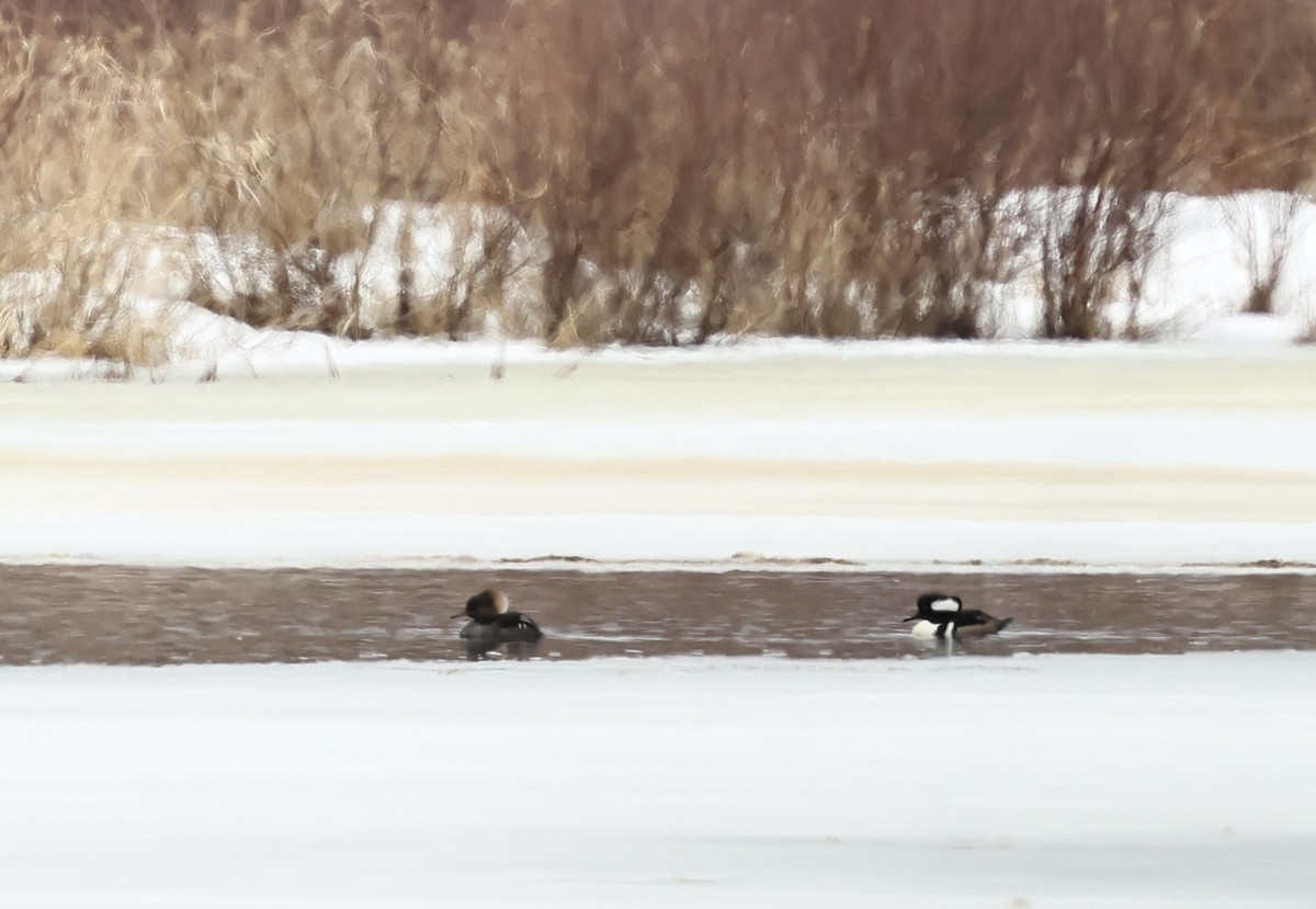 Harle couronné - ML652406231