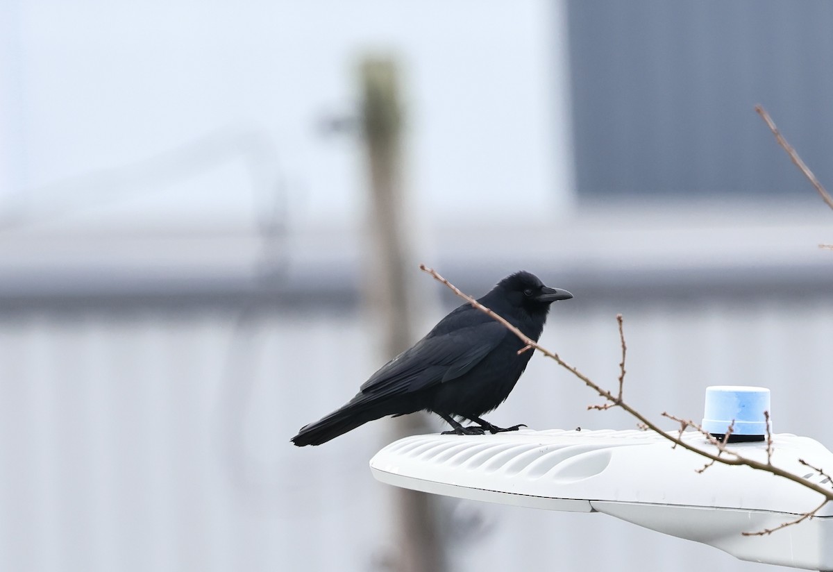 Corneille de rivage - ML652406263