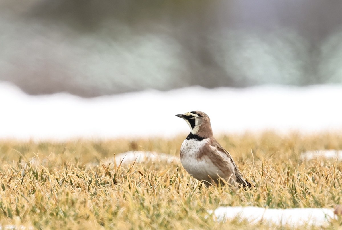 Alouette hausse-col - ML652406637