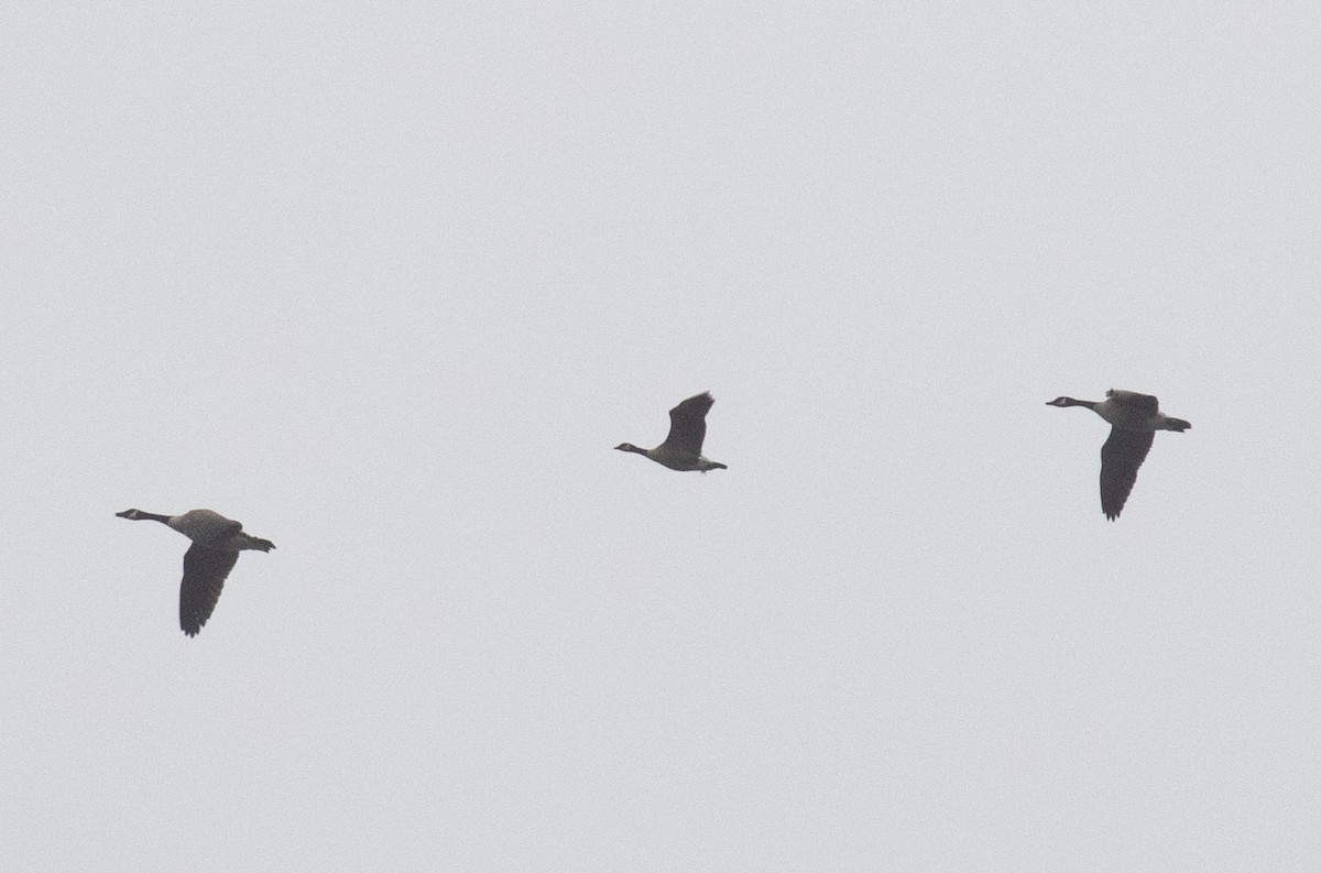 ברנטה גוצית - ML652406648